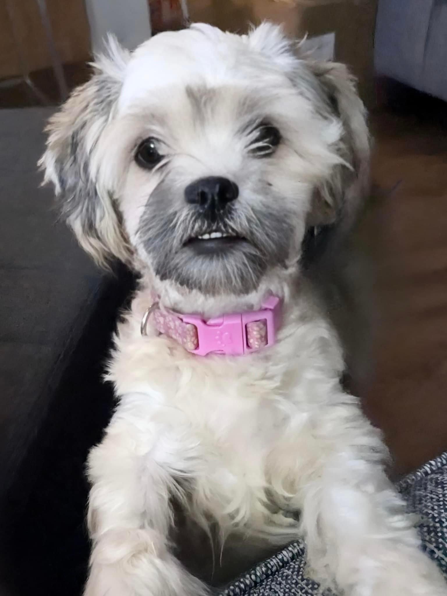 Enlarge ADORABLE AURORA - YAY I'VE BEEN ADOPTED!!, a Adopted mixed breed in Stoney Creek, ON image 3/5