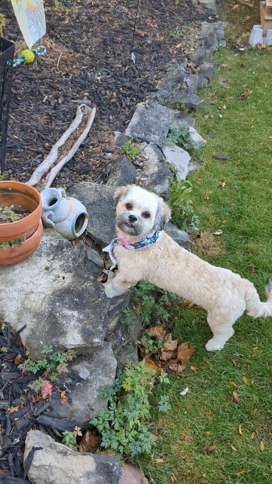 Enlarge ADORABLE AURORA - YAY I'VE BEEN ADOPTED!!, a Adopted mixed breed in Stoney Creek, ON image 4/5