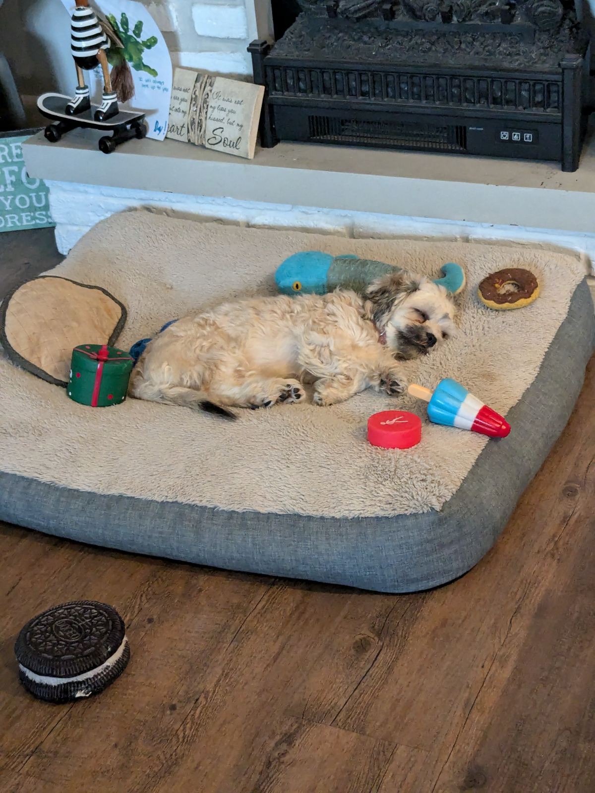 Enlarge ADORABLE AURORA - YAY I'VE BEEN ADOPTED!!, a Adopted mixed breed in Stoney Creek, ON image 5/5