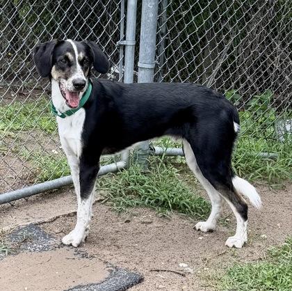 Enlarge Loki, a ADOPTABLE mixed breed in Inverness, FL image 2/3