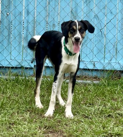 Enlarge Loki, a ADOPTABLE mixed breed in Inverness, FL image 3/3