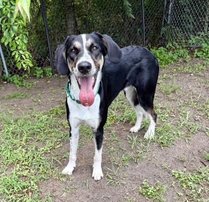 Loki, ADOPTABLE, Young Male Border Collie & Treeing Walker Coonhound.