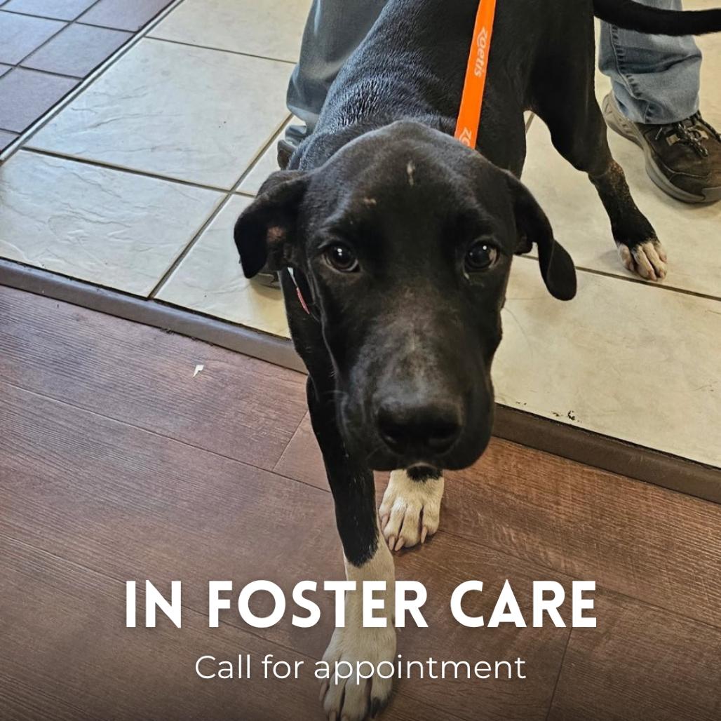 Gomez Adams, Adoptable, Adult Male Mixed Breed.