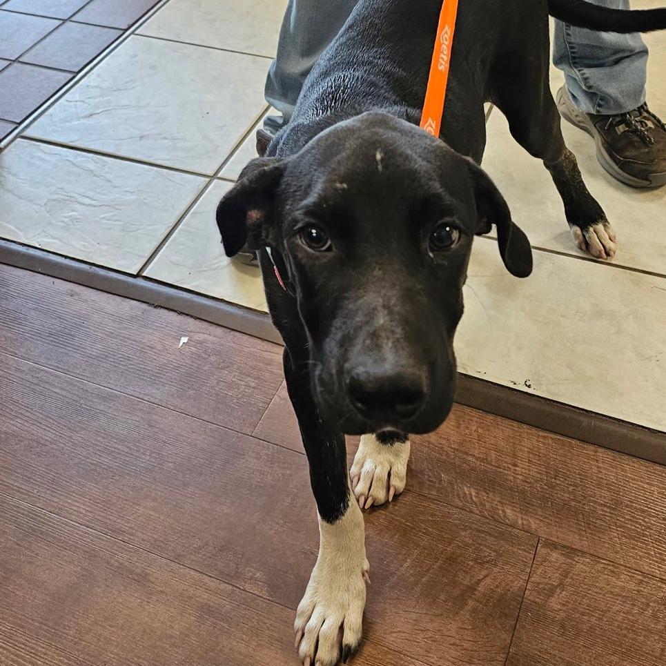 Gomez Adams, a Adoptable Mixed Breed in Milton, FL image 2/2