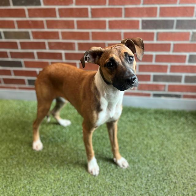 Enlarge CORTLYNN, a Adoptable Mixed Breed in Edmond, OK image 1/1