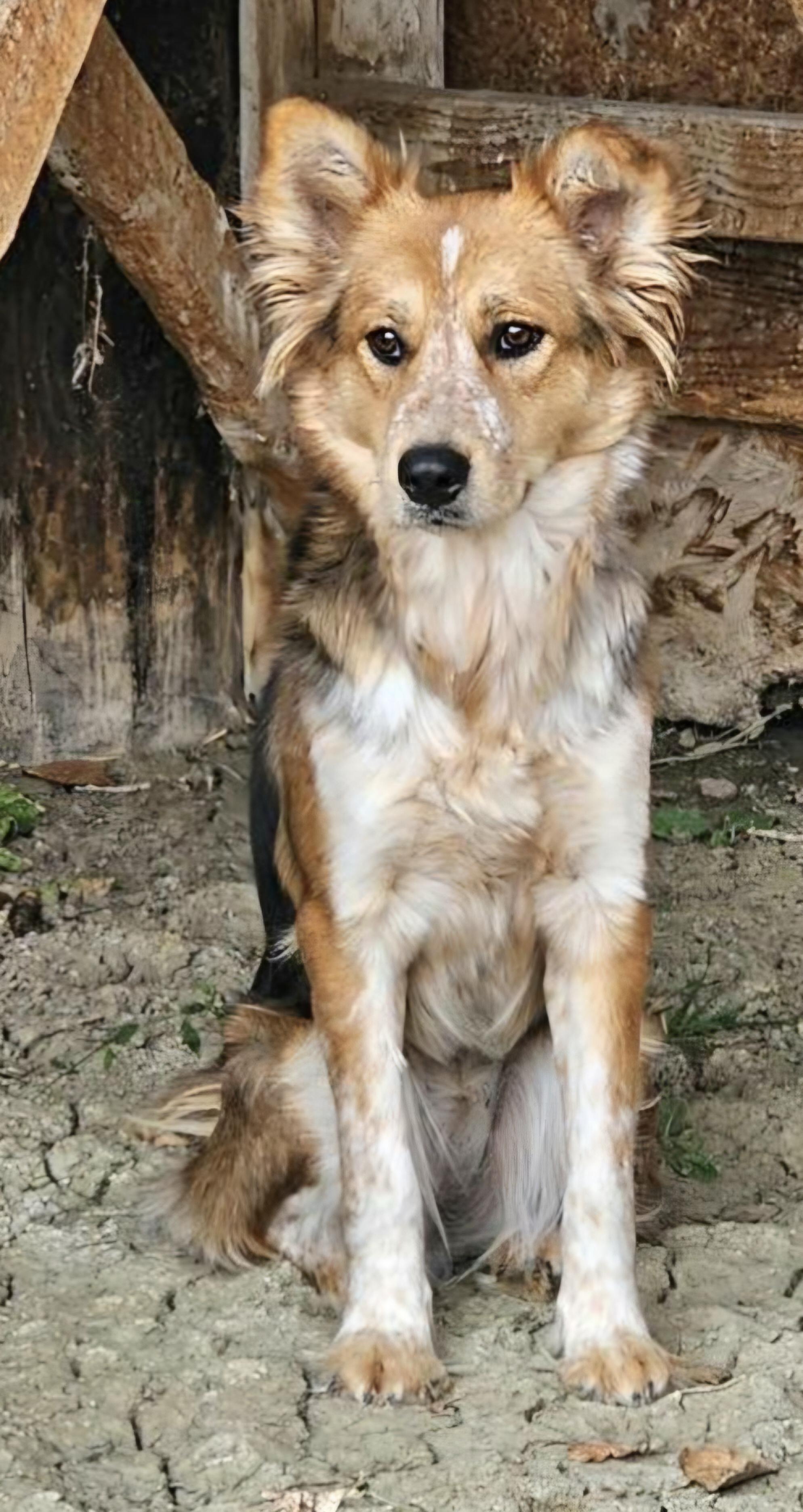 Enlarge SHELBY, a ADOPTABLE mixed breed in Salt Lake City, UT image 1/1