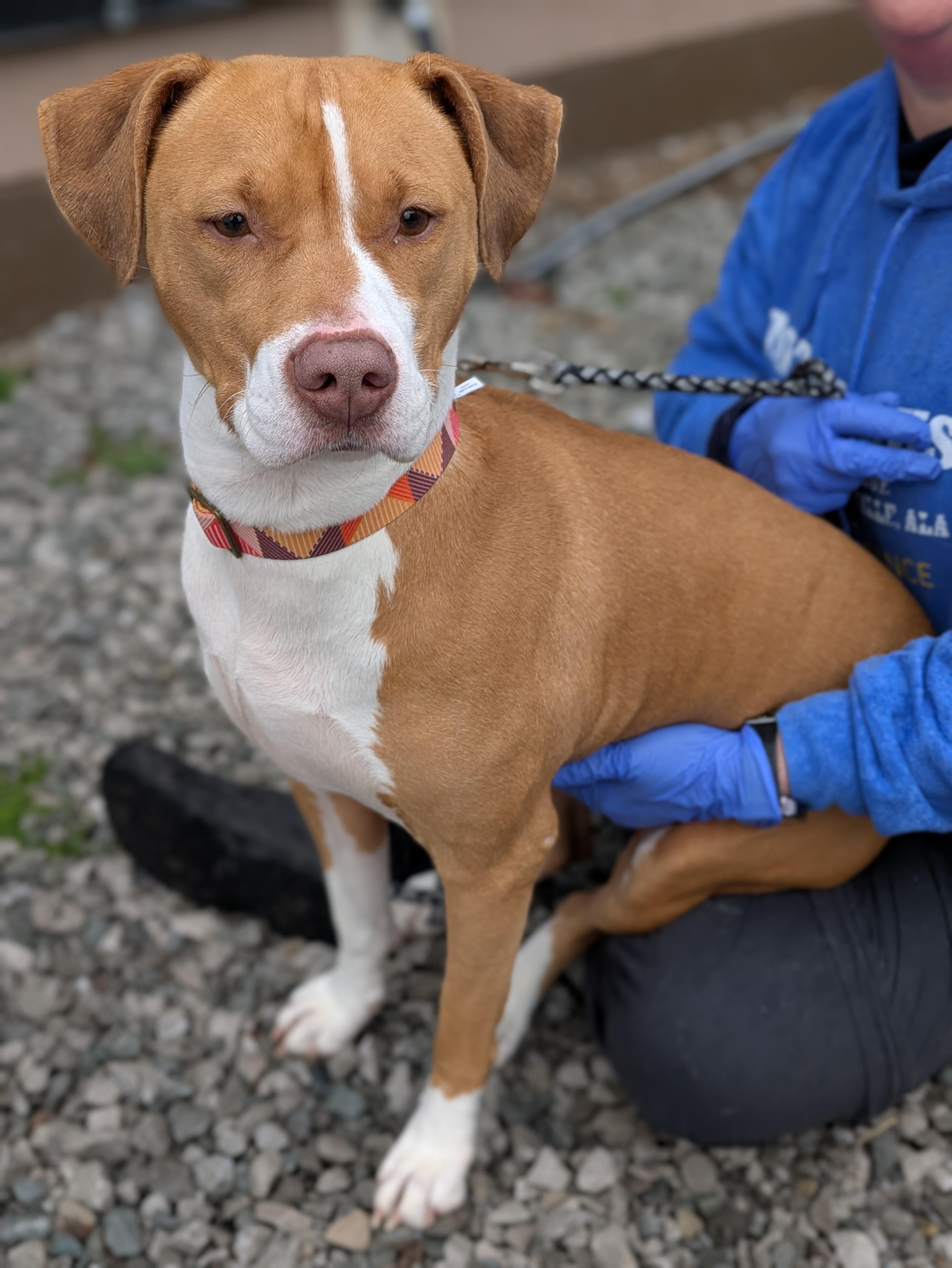 Sage, Adoptable, Adult Female Mixed Breed.