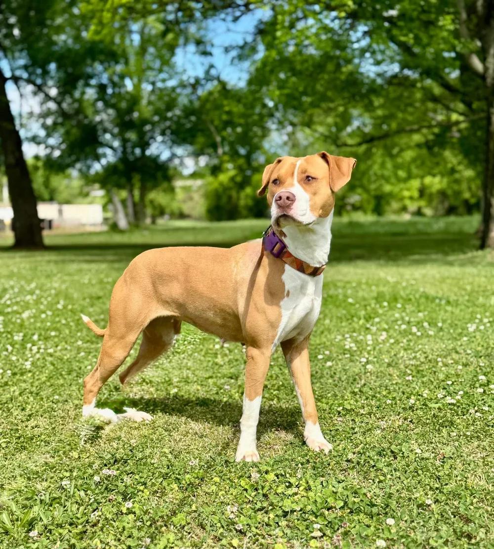 Sage, Adoptable, Adult Female Mixed Breed.
