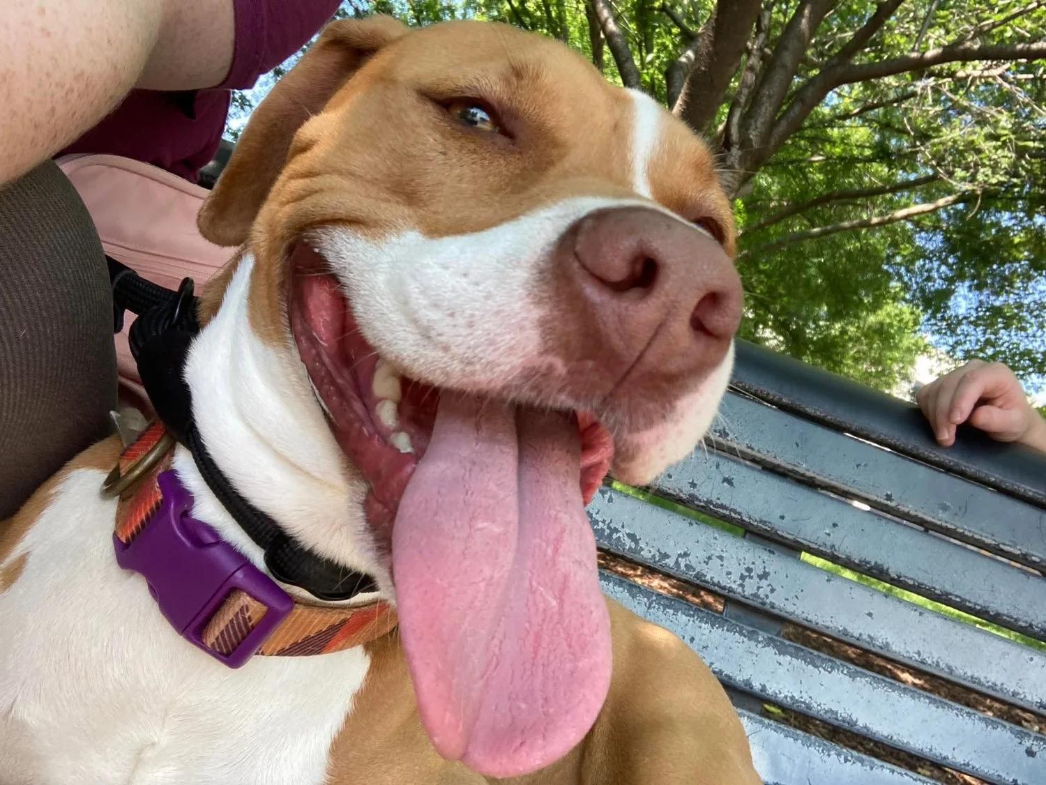 Sage, a Adoptable mixed breed in Huntsville, AL image 3/6