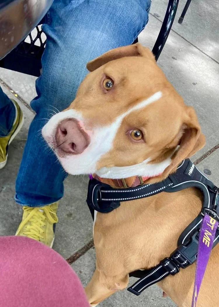 Sage, a Adoptable mixed breed in Huntsville, AL image 2/6