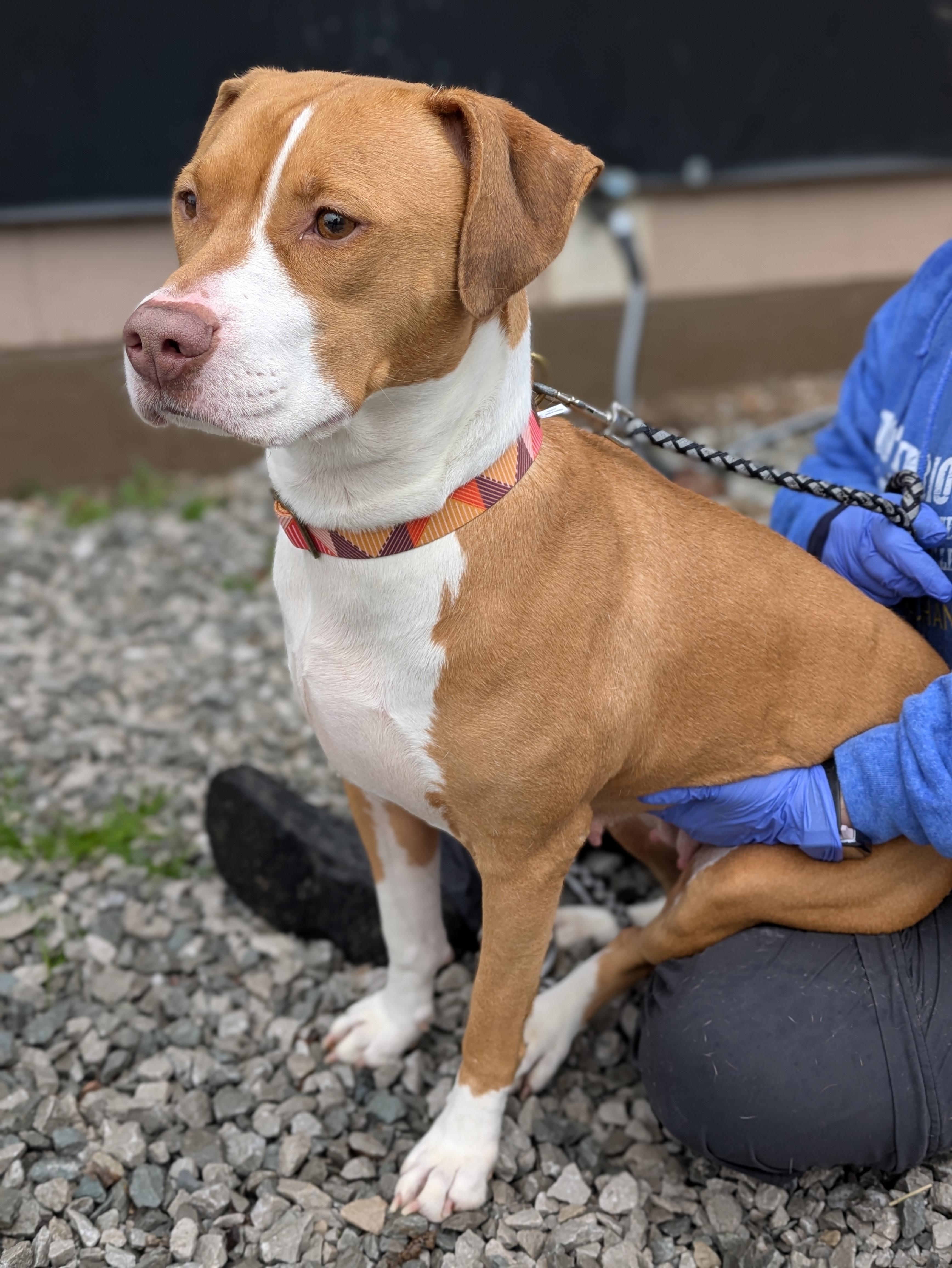 Enlarge Sage, a ADOPTABLE Mixed Breed in Huntsville, AL image 2/5