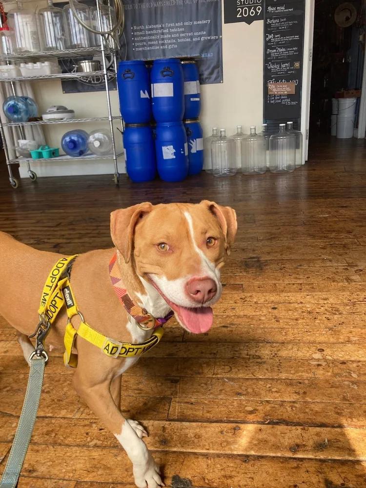 Sage, a Adoptable mixed breed in Huntsville, AL image 4/6