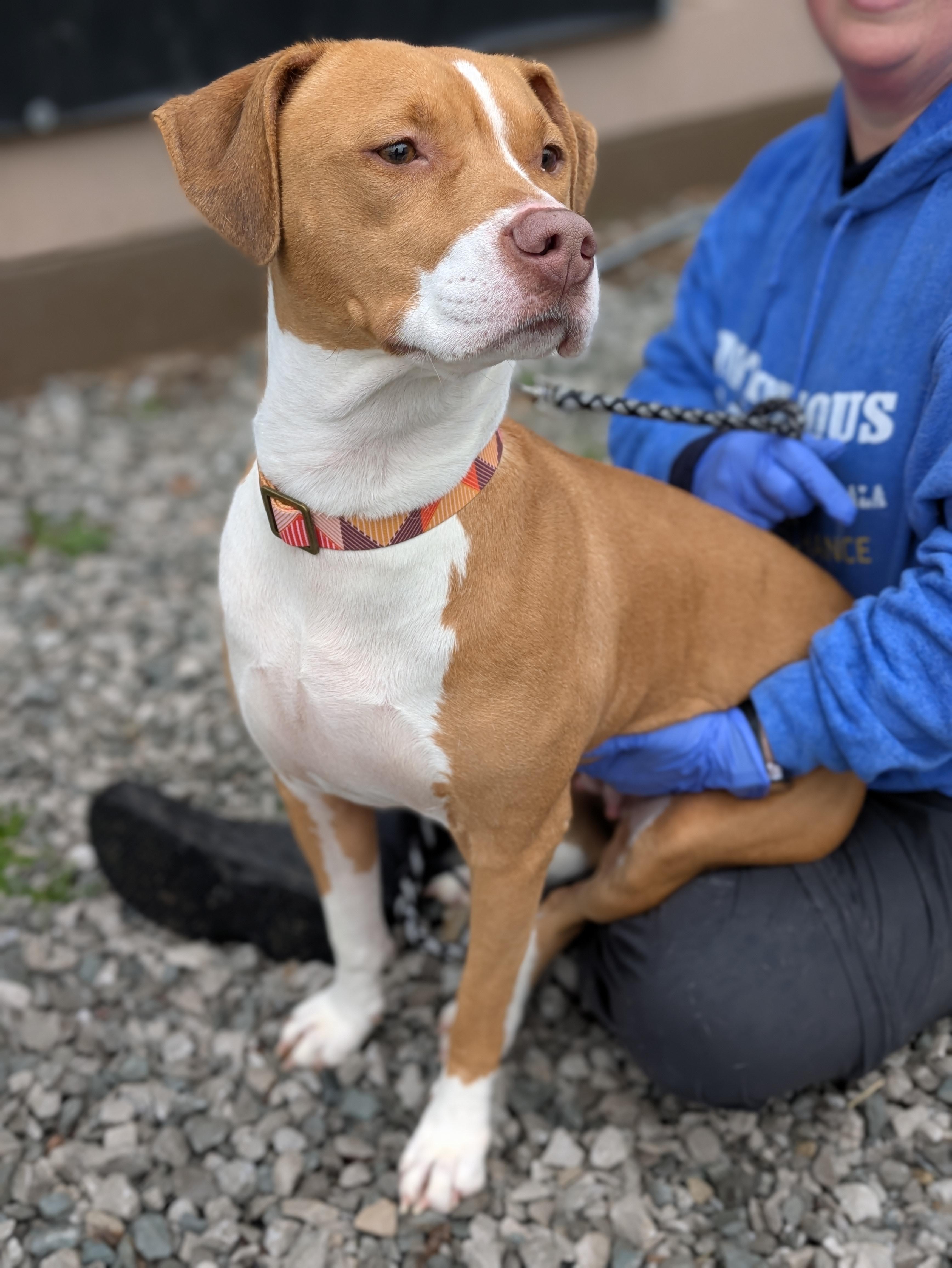 Enlarge Sage, a ADOPTABLE Mixed Breed in Huntsville, AL image 5/5