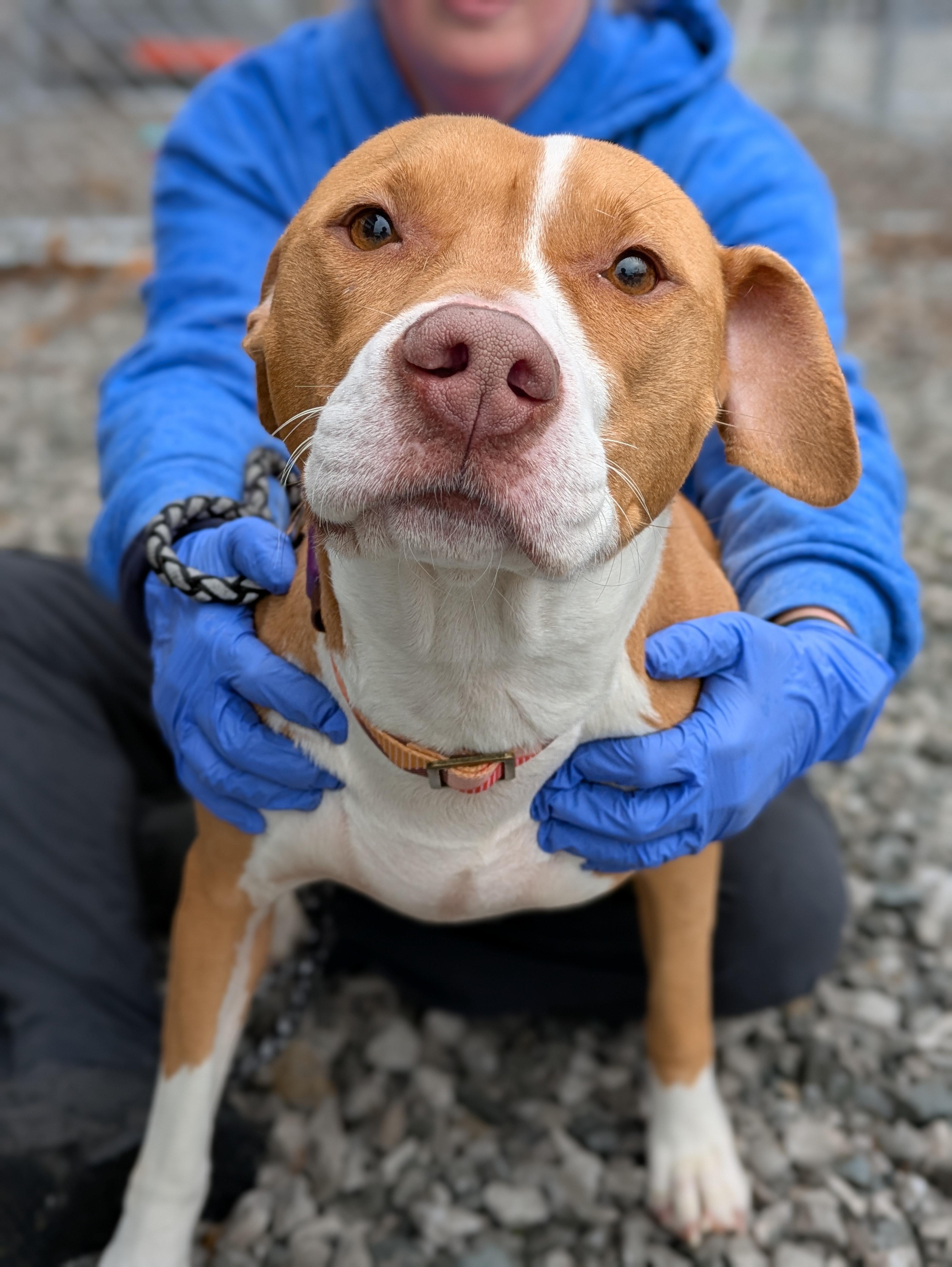 Enlarge Sage, a ADOPTABLE Mixed Breed in Huntsville, AL image 3/5