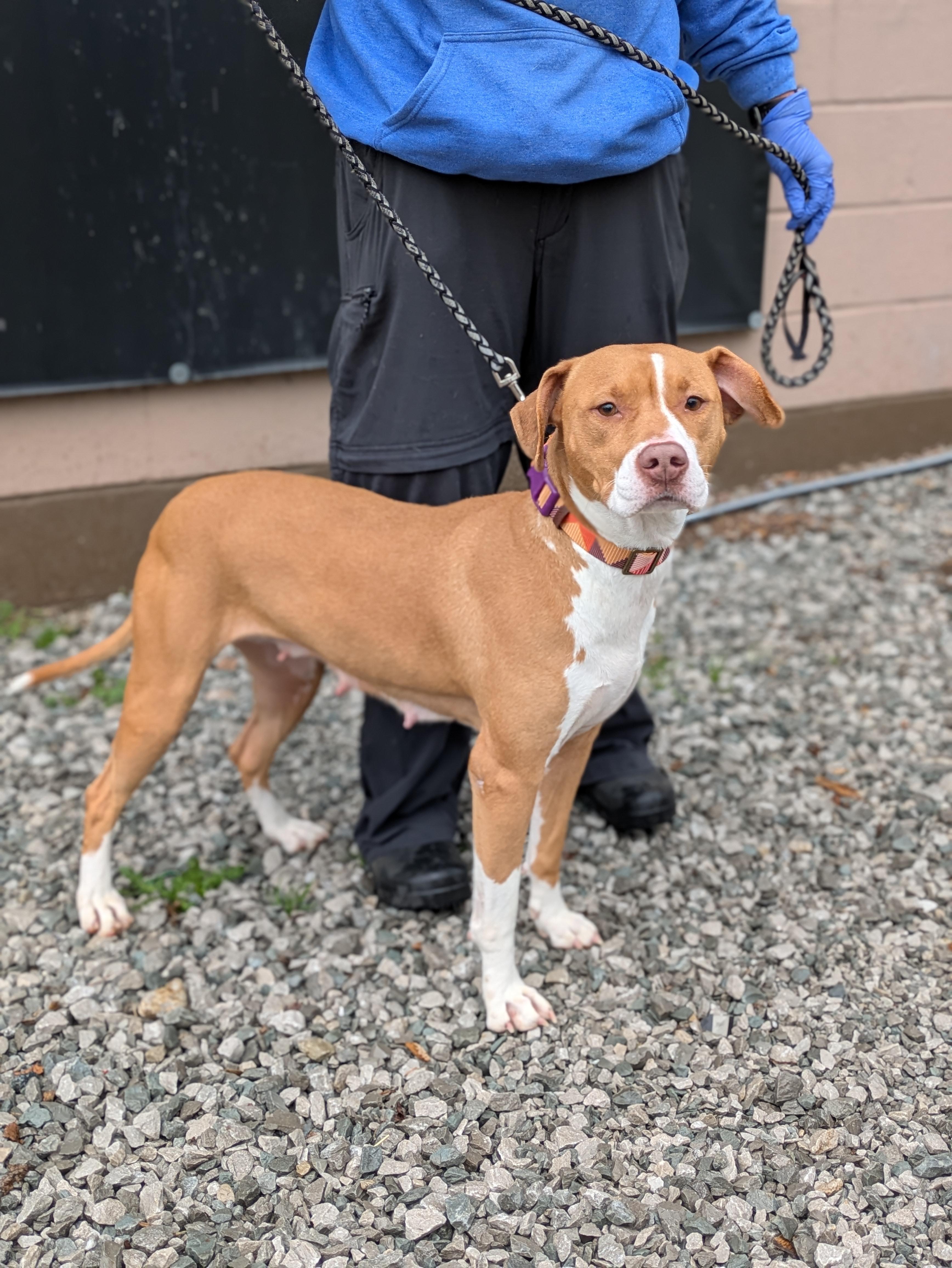 Enlarge Sage, a ADOPTABLE Mixed Breed in Huntsville, AL image 4/5