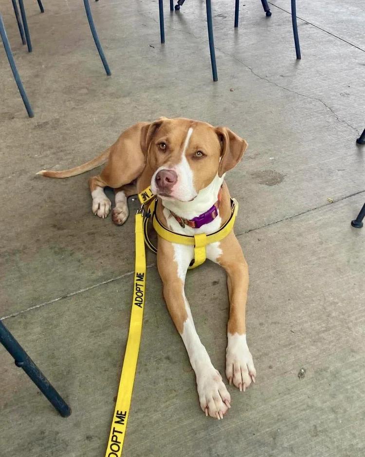 Sage, a Adoptable mixed breed in Huntsville, AL image 5/6