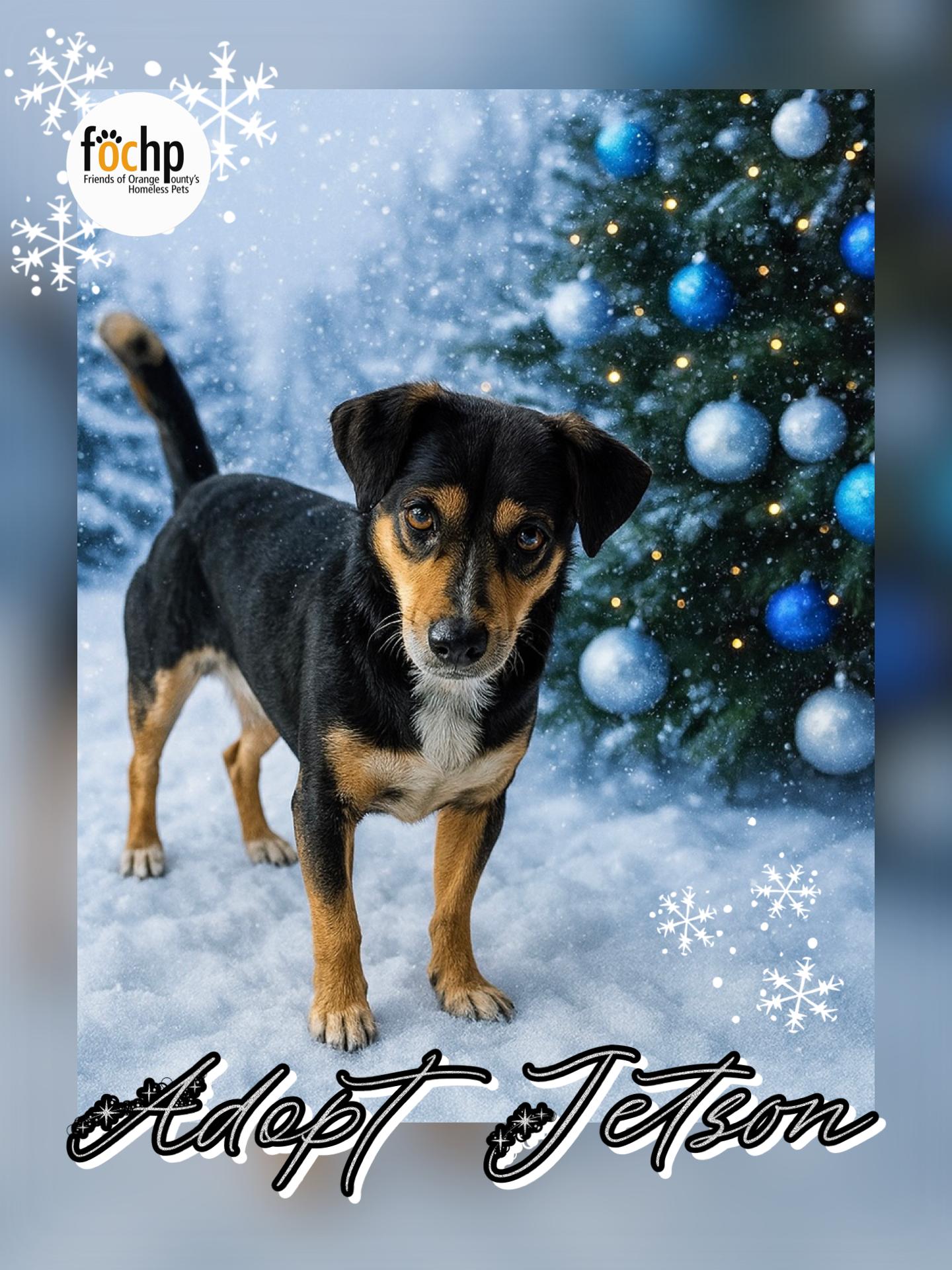 Enlarge Jetson, a Adoptable mixed breed in Orange, CA image 1/1