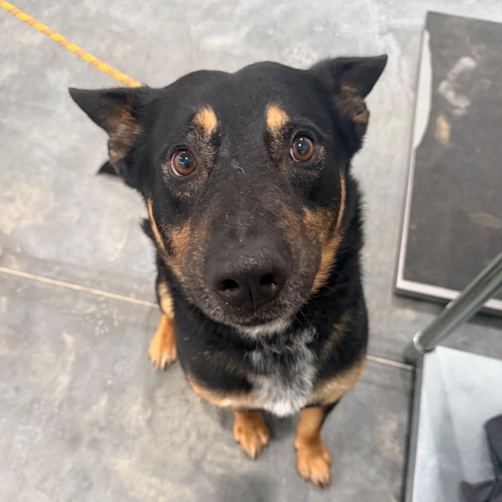 Rocky, Adoptable, Adult Male German Shepherd Dog.