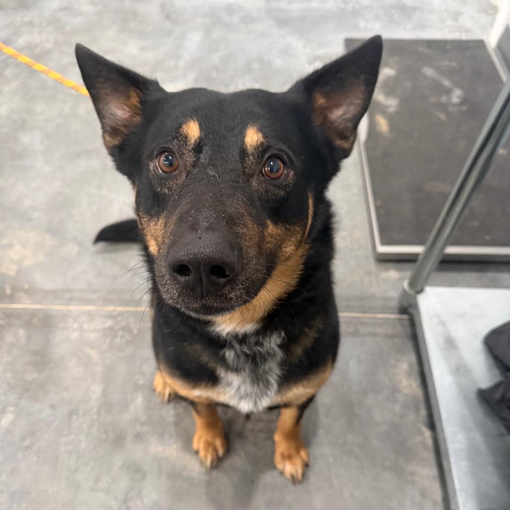 Enlarge Rocky, a Adoptable German Shepherd Dog in Fairmont, WV image 2/5