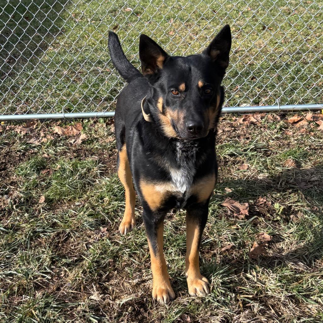 Rocky, Adoptable, Adult Male German Shepherd Dog.