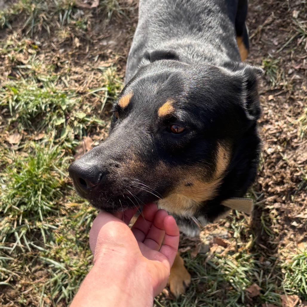 Enlarge Rocky, a Adoptable German Shepherd Dog in Fairmont, WV image 2/2