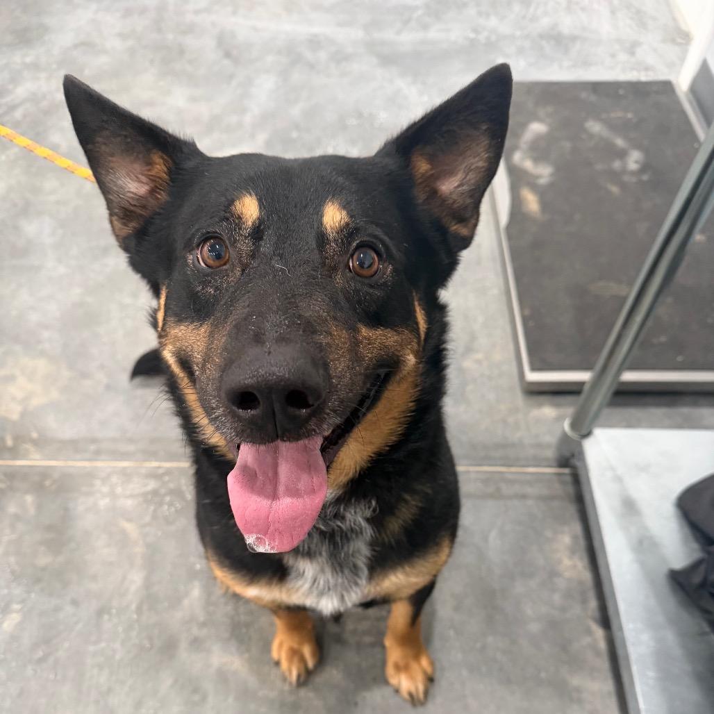 Enlarge Rocky, a Adoptable German Shepherd Dog in Fairmont, WV image 5/5