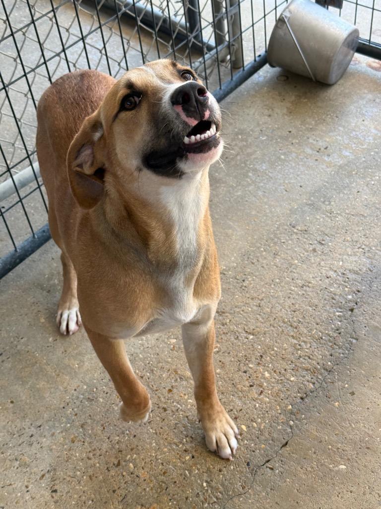 Ella (Noel) (PA), Adoptable, Young Female Mixed Breed.
