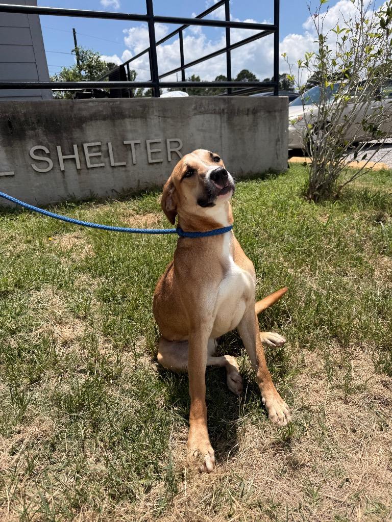 Ella, a Adoptable mixed breed in Denham Springs, LA image 2/4
