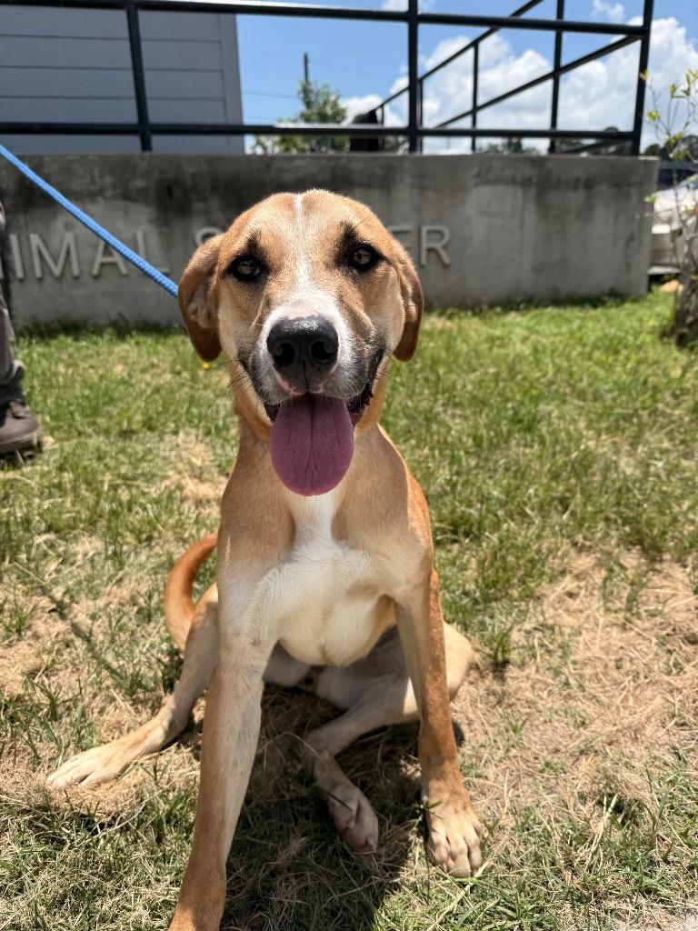 Ella, a Adoptable mixed breed in Denham Springs, LA image 3/4