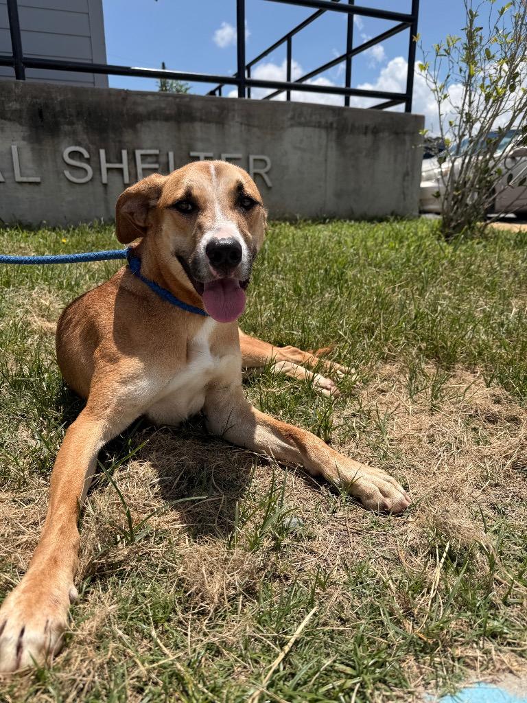 Ella, a Adoptable mixed breed in Denham Springs, LA image 4/4