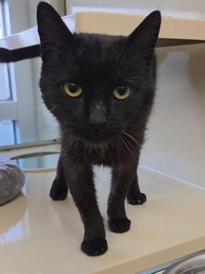 Blackbeard, Adoptable, Adult Male Domestic Short Hair & Domestic Short Hair.