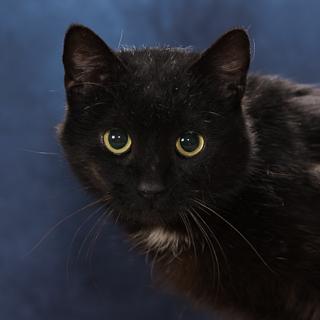 Enlarge Blackbeard, a Adoptable mixed breed in Chesapeake, VA image 2/3