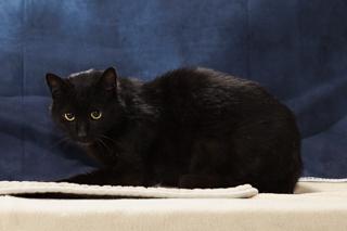 Enlarge Blackbeard, a Adoptable mixed breed in Chesapeake, VA image 3/3