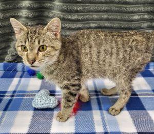 Enlarge Meatball, an adopted Domestic Short Hair in Bucyrus, OH image 3/3