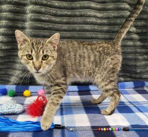 Enlarge Meatball, an adopted Domestic Short Hair in Bucyrus, OH image 1/3
