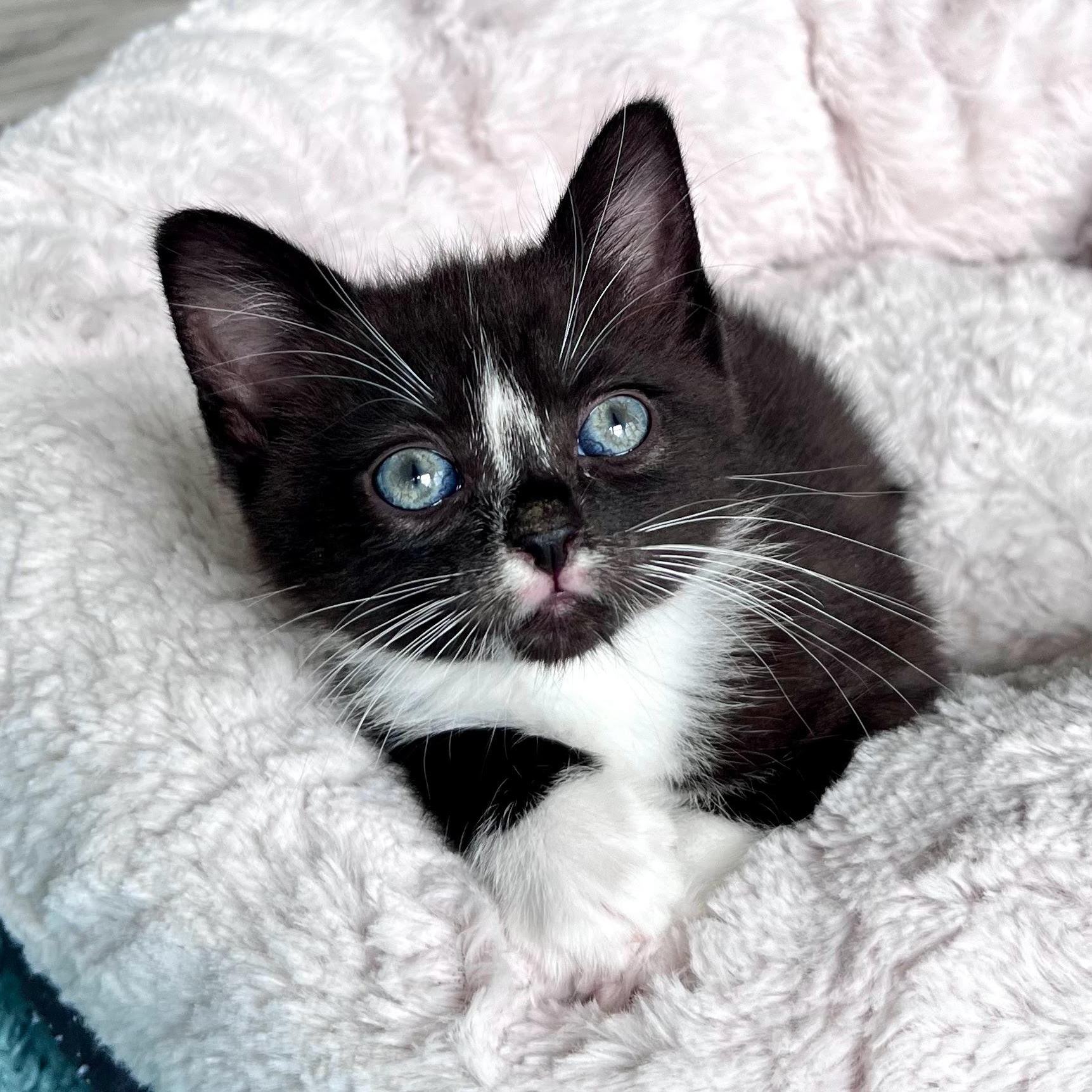 Genevieve, a Adoptable Domestic Short Hair in Charlotte, NC image 3/4