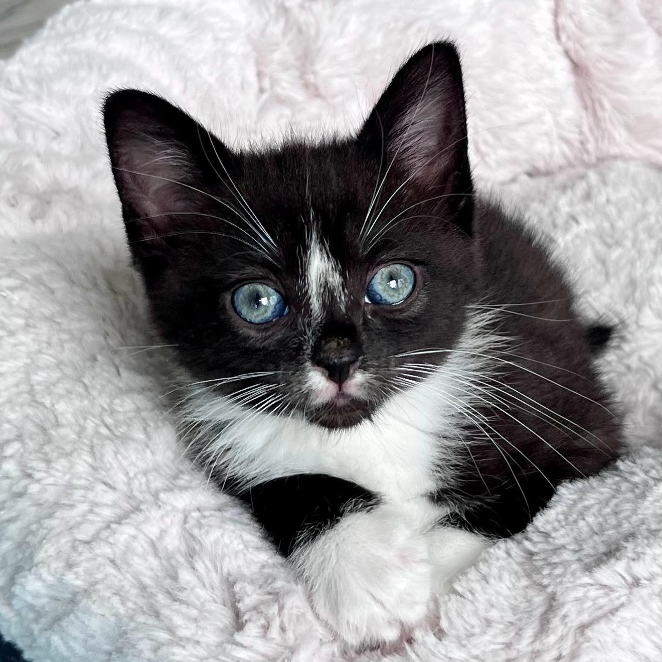 Genevieve, Adoptable, Kitten Female Domestic Short Hair.