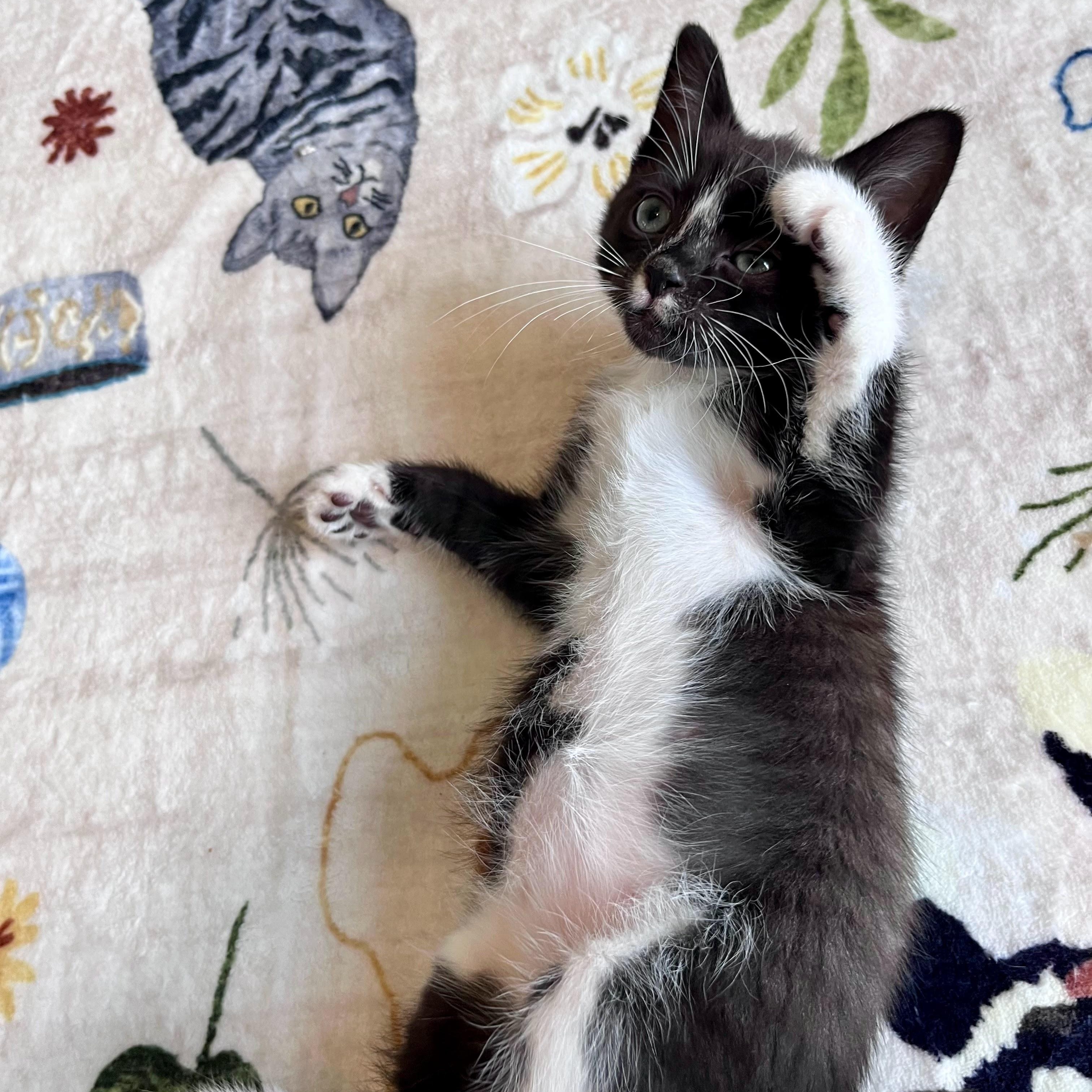 Genevieve, a Adoptable Domestic Short Hair in Charlotte, NC image 4/4