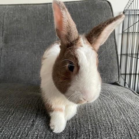 Enlarge Logan, an adoptable mixed breed in Salt Lake City, UT image 4/5