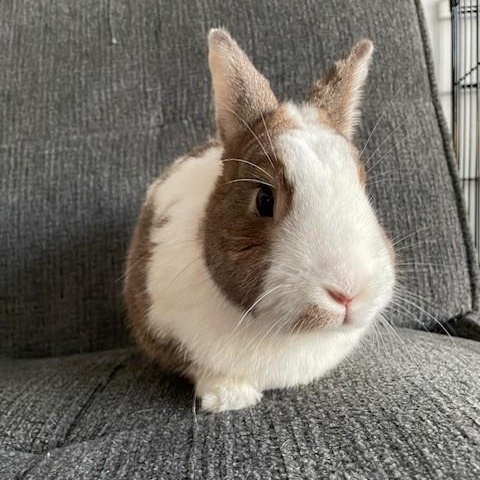 Logan, adoptable, Young Male Dutch.