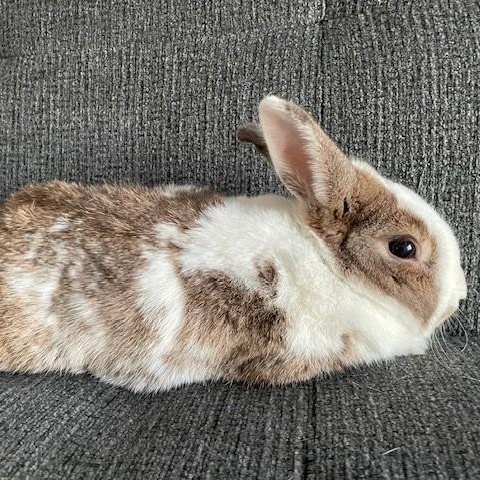 Enlarge Logan, an adoptable mixed breed in Salt Lake City, UT image 3/5