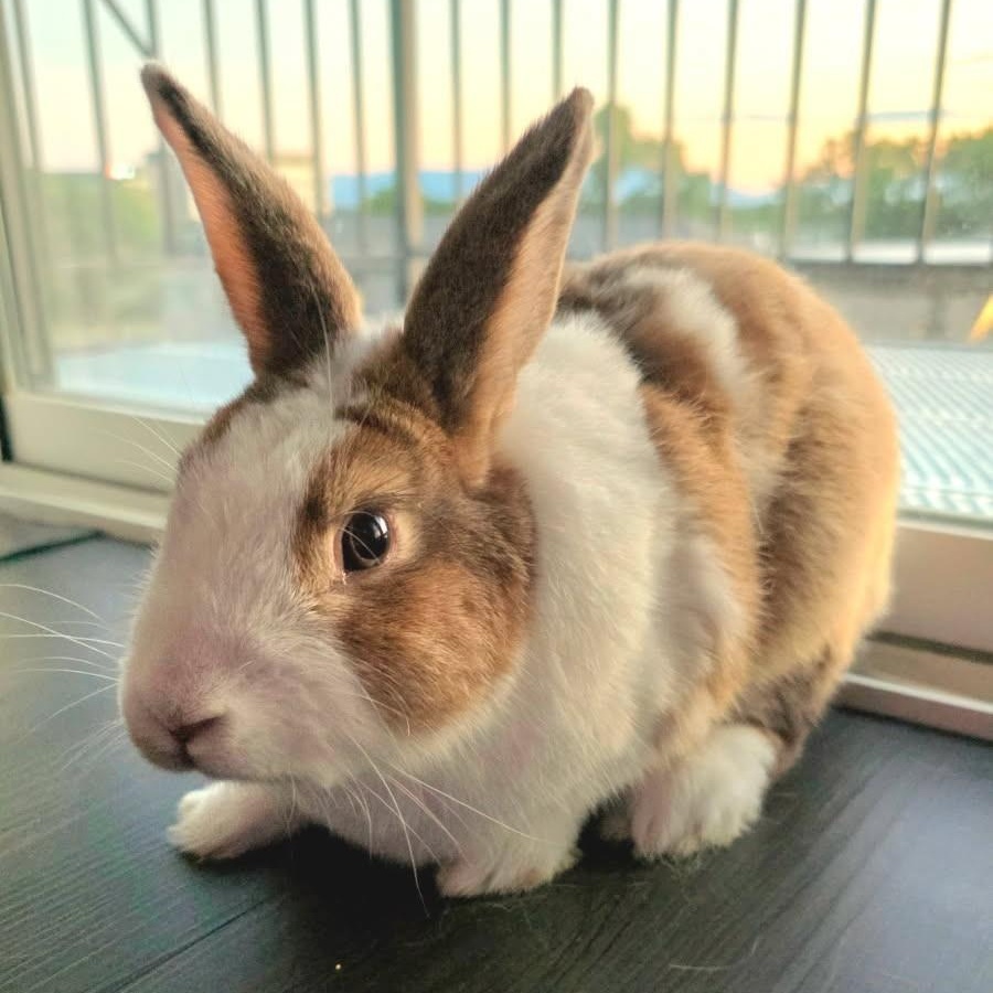 Enlarge Logan, a Adoptable Dutch in Salt Lake City, UT image 2/3