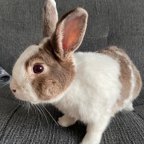 Enlarge Logan, an adoptable mixed breed in Salt Lake City, UT image 5/5