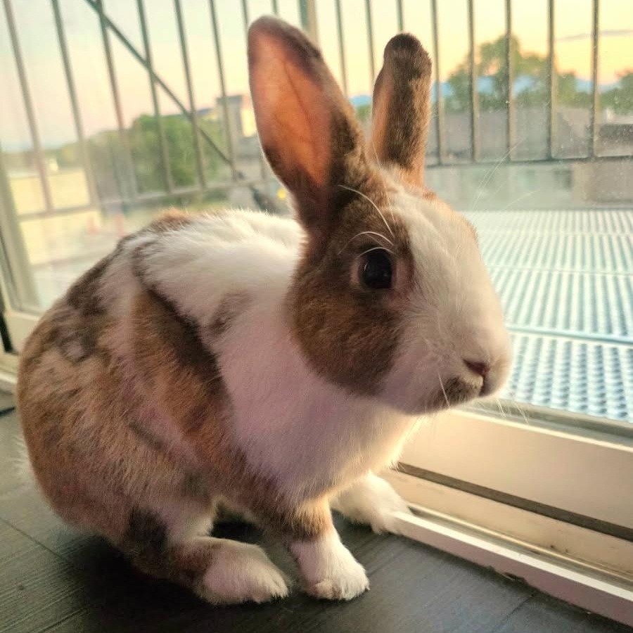 Logan, Adoptable, Young Male Dutch.