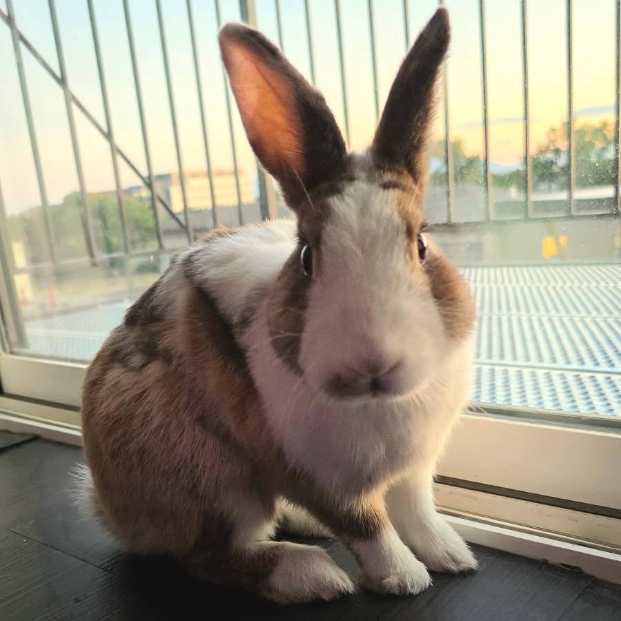 Enlarge Logan, a Adoptable Dutch in Salt Lake City, UT image 3/3