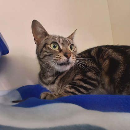 River, Adoptable, Adult Female Domestic Short Hair & Domestic Short Hair.