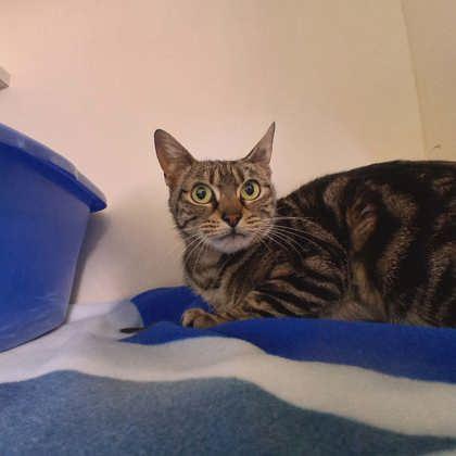 River, a Adoptable mixed breed in Scottsbluff, NE image 3/3