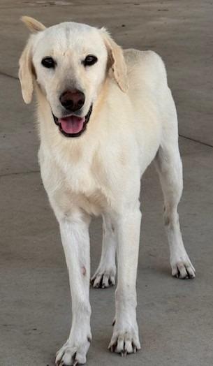 Betty, Adoptable, Young Female Labrador Retriever.