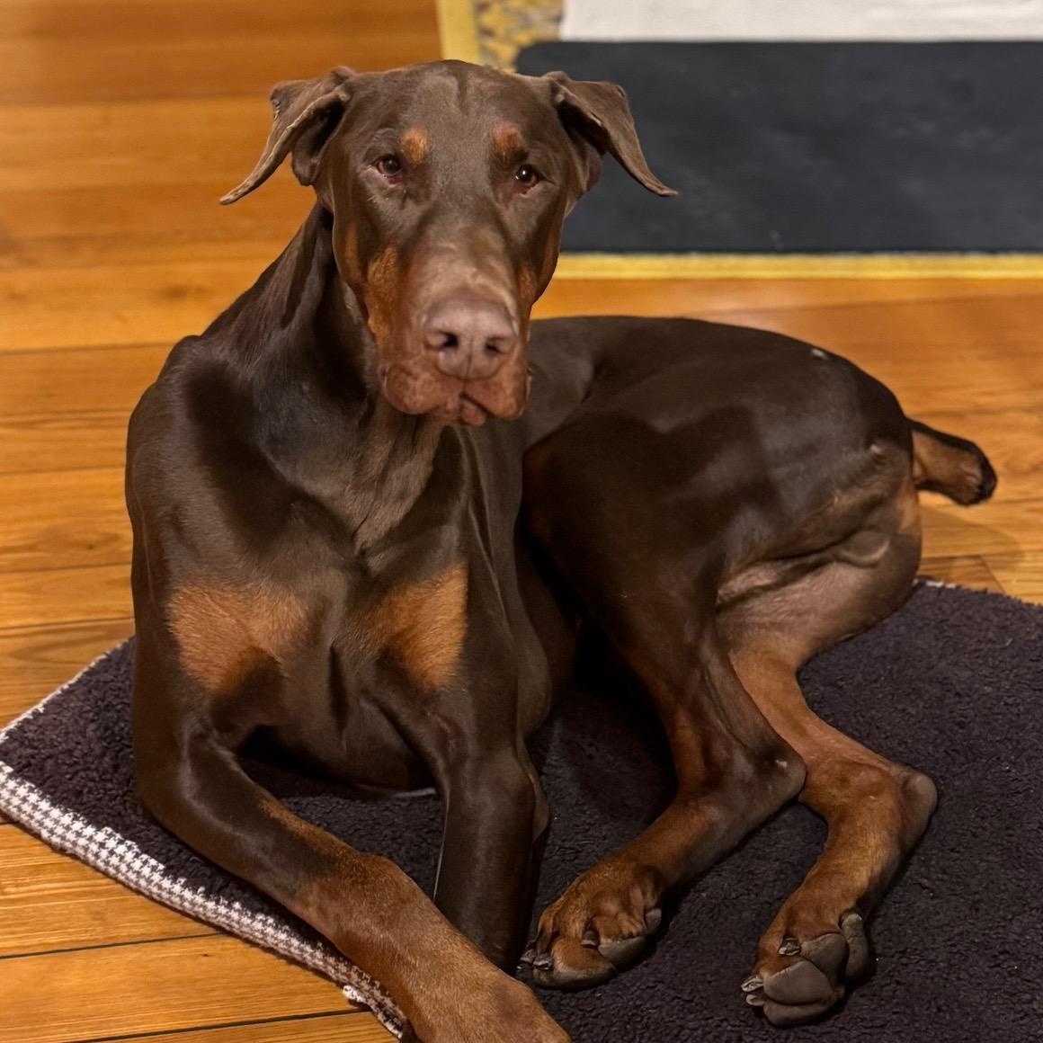 Redmond, ADOPTABLE, Adult Male Doberman Pinscher.