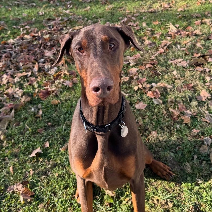 Enlarge Redmond, a ADOPTABLE Doberman Pinscher in Columbus, OH image 2/3